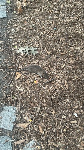 Rat photographed near here on 2026-08-20