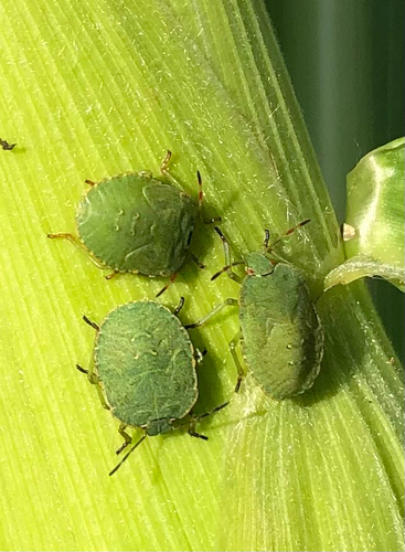 Green Shield Bug
