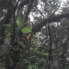 Oncidium klotzscheanum