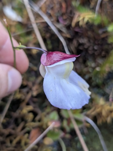 Utricularia unifolia