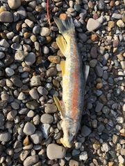 Catostomus catostomus