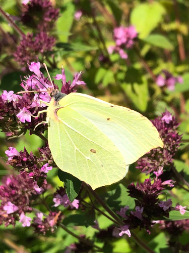 Common Brimstone