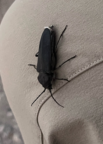 iNaturalist observation photo of Arhopalus asperatus