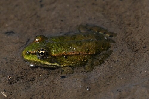 Marsh Frog