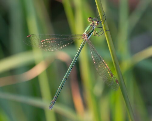 Small Spreadwing
