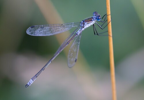 Common Spreadwing
