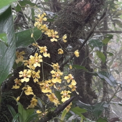 Oncidium klotzscheanum