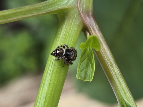 Bold Jumping Spider