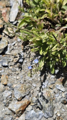 Myosotis alpestris, photograph 6
