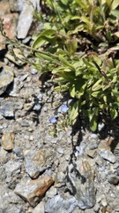Myosotis alpestris, photograph (c) Claude Kolwelter, some rights reserved (CC BY)