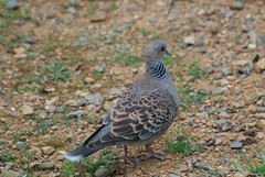 Streptopelia orientalis