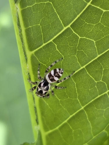 Zebra Jumping Spider