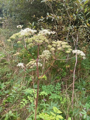 Wild Angelica