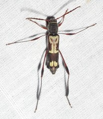 Euryscelis suturalis