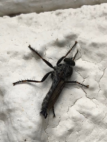 kite-tailed robberfly