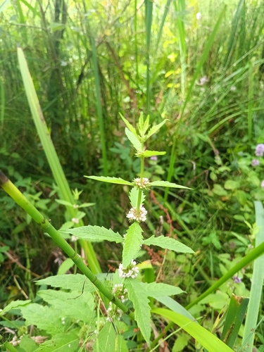 European water-horehound