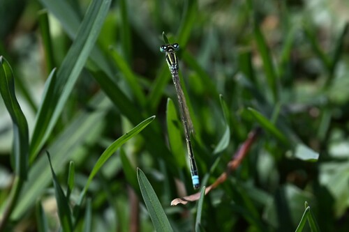 Scarce Blue-tailed Damselfly