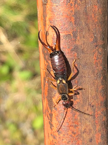 European Earwig