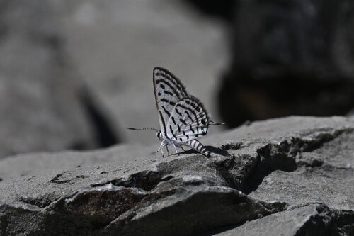 Little Tiger Blue