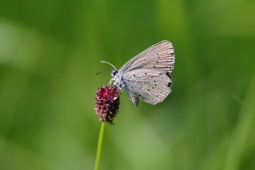Scarce Large Blue