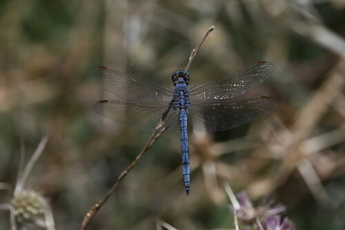 Keeled Skimmer
