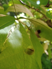 Phylloxera caryaeglobuli