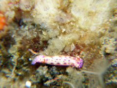Hypselodoris maculosa image