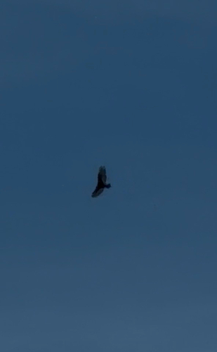Turkey Vulture
