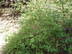 Cornus sericea occidentalis