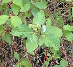 Cornus sericea occidentalis