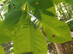 Phylloxera caryaeglobuli