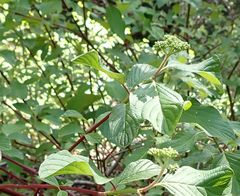 Cornus sericea occidentalis