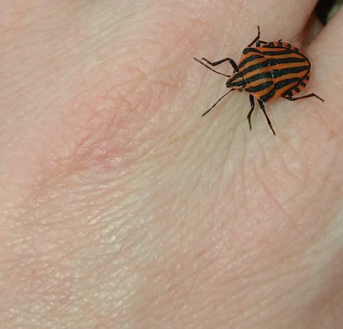 European Striped Shield Bug