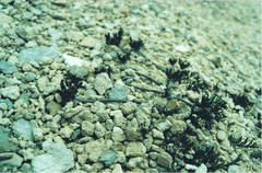 Chaerophyllum colensoi colensoi