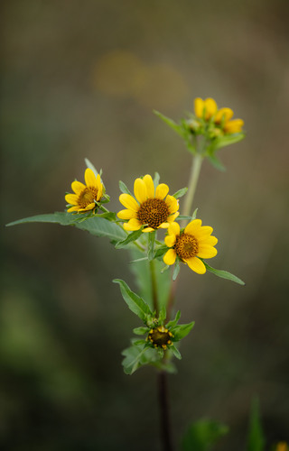 Bidens amplissima