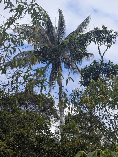 Ceroxylon echinulatum