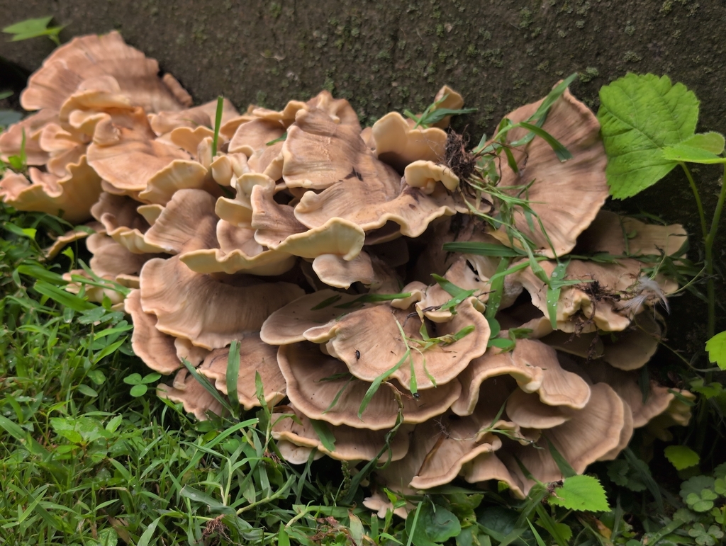 Black-staining Polypore · August 2026 · photo: Photo: (c) odawgie, some rights reserved (CC BY) · iNaturalist