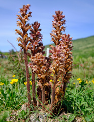 Orobanche lutea