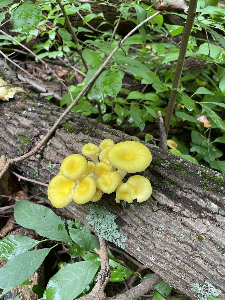 Golden Oyster Mushroom · August 2026 · photo: Photo: no rights reserved · iNaturalist