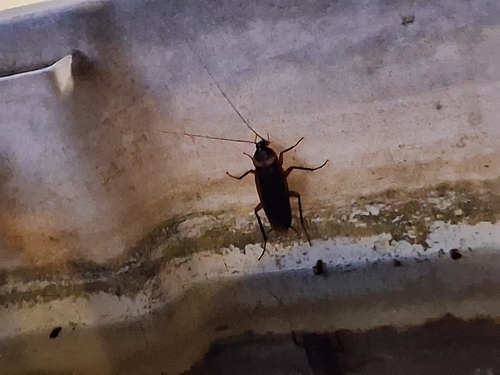 American Cockroach