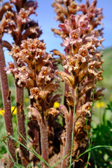 Orobanche lutea
