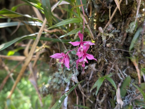 Oncidium vulcanicum