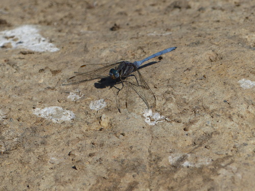 Epaulet Skimmer