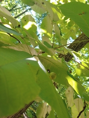 Phylloxera caryaeglobuli