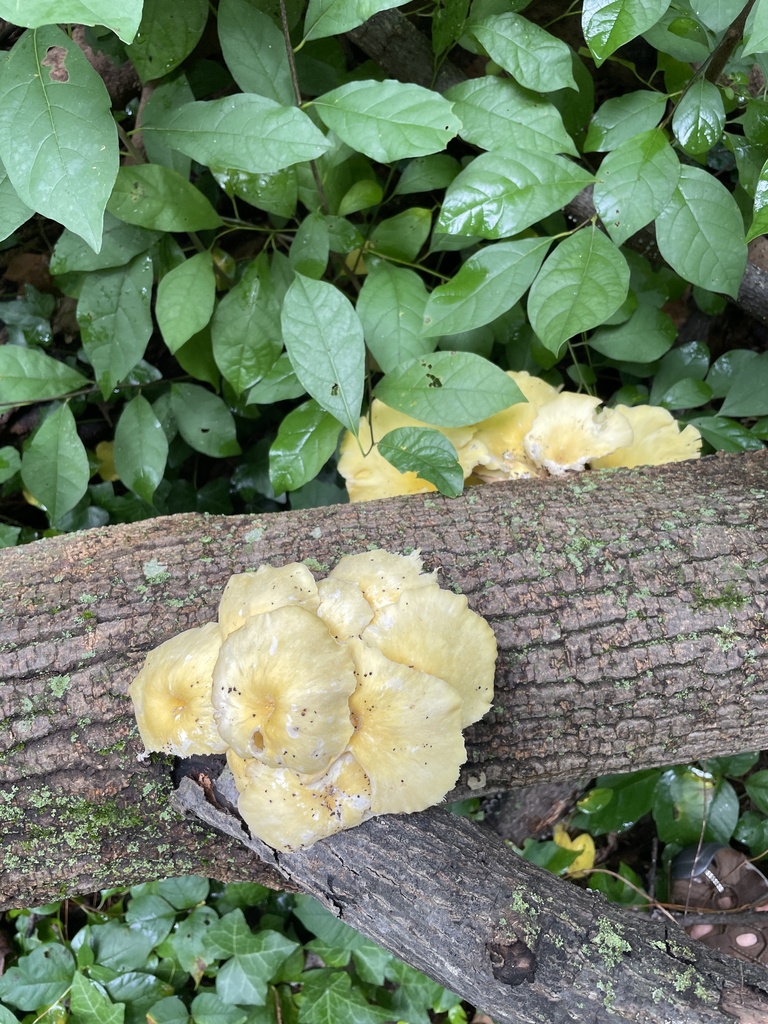 Golden Oyster Mushroom · August 2026 · photo: Photo: no rights reserved · iNaturalist