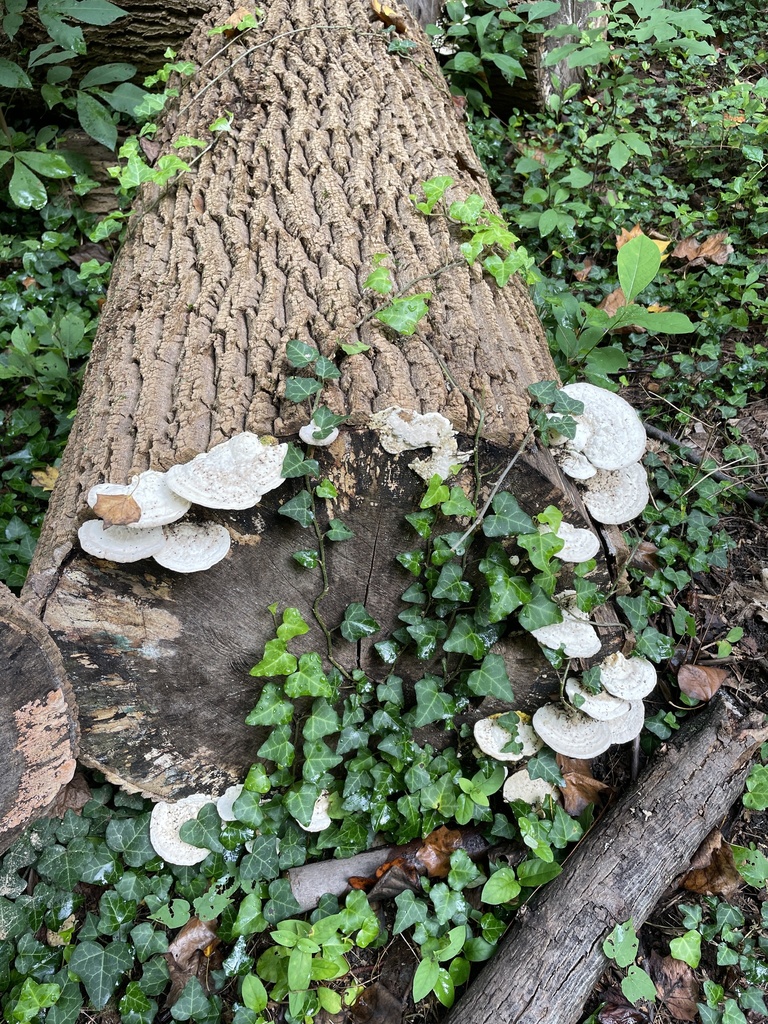 Lumpy Bracket · August 2026 · photo: Photo: no rights reserved · iNaturalist