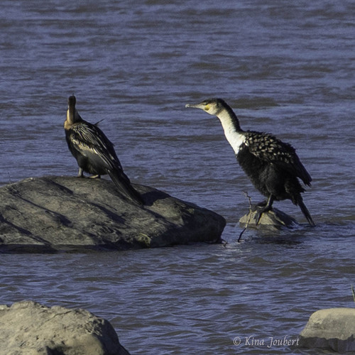iNaturalist image