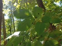 Phylloxera caryaeglobuli