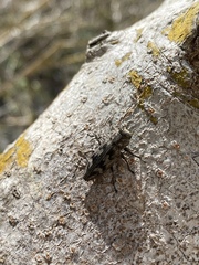 Chrysobothris acutipennis