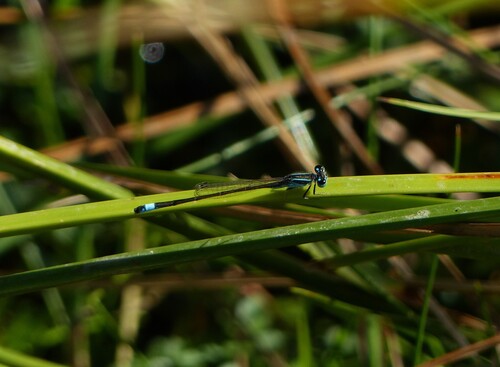 Iberian Bluetail